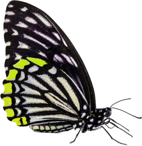 butterfly